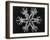 Ice Crystals-null-Framed Photographic Print