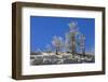 Ice Encrusted Dead Trees Against Clear Skies-Eleanor-Framed Photographic Print