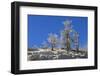 Ice Encrusted Dead Trees Against Clear Skies-Eleanor-Framed Photographic Print