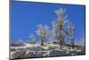 Ice Encrusted Dead Trees Against Clear Skies-Eleanor-Mounted Photographic Print