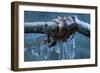 Ice Figures With Oak Leaves Over Creek-Anthony Paladino-Framed Giclee Print