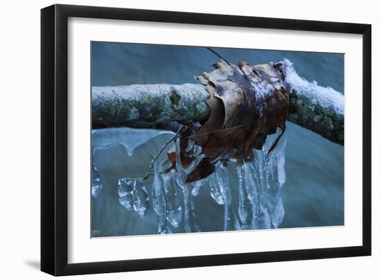Ice Figures With Oak Leaves Over Creek-Anthony Paladino-Framed Giclee Print