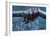 Ice Figures With Oak Leaves Over Creek-Anthony Paladino-Framed Giclee Print