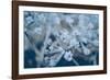 ice flower, carrots with hoarfrost-Jule Leibnitz-Framed Photographic Print