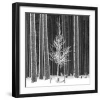 Ice Forest-Hakan Strand-Framed Giclee Print