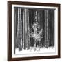 Ice Forest-Hakan Strand-Framed Giclee Print