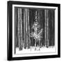 Ice Forest-Hakan Strand-Framed Giclee Print