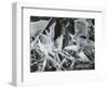 Ice Formation, 1959-Brett Weston-Framed Photographic Print