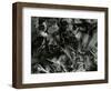 Ice Formation, c. 1960-Brett Weston-Framed Photographic Print