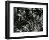 Ice Formation, c. 1960-Brett Weston-Framed Photographic Print