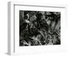 Ice Formation, c. 1960-Brett Weston-Framed Photographic Print