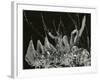 Ice Formation, California, 1949-Brett Weston-Framed Photographic Print