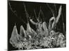 Ice Formation, California, 1949-Brett Weston-Mounted Photographic Print