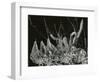 Ice Formation, California, 1949-Brett Weston-Framed Photographic Print