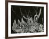 Ice Formation, California, 1949-Brett Weston-Framed Photographic Print