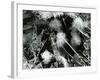 Ice Formation, Mono Lake, California, 1958-Brett Weston-Framed Photographic Print