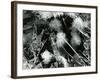 Ice Formation, Mono Lake, California, 1958-Brett Weston-Framed Photographic Print