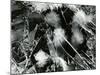 Ice Formation, Mono Lake, California, 1958-Brett Weston-Mounted Photographic Print