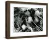 Ice Formation, Mono Lake, California, 1958-Brett Weston-Framed Photographic Print