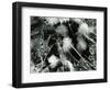 Ice Formation, Mono Lake, California, 1958-Brett Weston-Framed Photographic Print