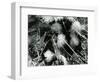 Ice Formation, Mono Lake, California, 1958-Brett Weston-Framed Photographic Print