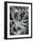 Ice Formation, Oregon, 1965-Brett Weston-Framed Photographic Print