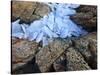 Ice Fragments on Coastal Rocks, Saqqaq, Greenland, August 2009-Jensen-Stretched Canvas