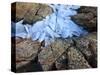 Ice Fragments on Coastal Rocks, Saqqaq, Greenland, August 2009-Jensen-Stretched Canvas