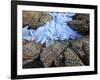 Ice Fragments on Coastal Rocks, Saqqaq, Greenland, August 2009-Jensen-Framed Photographic Print