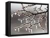 Ice from Freezing Rain Coats Tree Branches Near Omaha, Nebraska-null-Framed Stretched Canvas