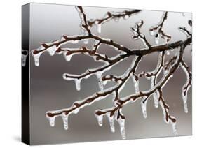 Ice from Freezing Rain Coats Tree Branches Near Omaha, Nebraska-null-Stretched Canvas