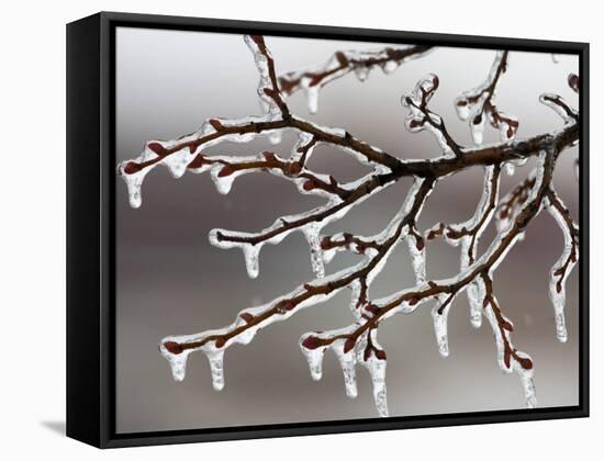 Ice from Freezing Rain Coats Tree Branches Near Omaha, Nebraska-null-Framed Stretched Canvas