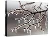 Ice from Freezing Rain Coats Tree Branches Near Omaha, Nebraska-null-Stretched Canvas