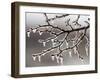 Ice from Freezing Rain Coats Tree Branches Near Omaha, Nebraska-null-Framed Photographic Print