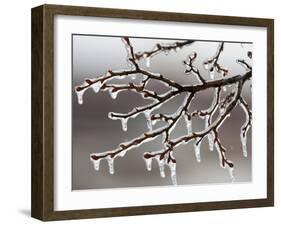 Ice from Freezing Rain Coats Tree Branches Near Omaha, Nebraska-null-Framed Photographic Print