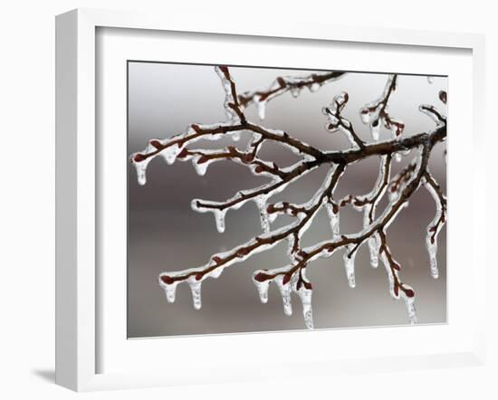 Ice from Freezing Rain Coats Tree Branches Near Omaha, Nebraska-null-Framed Photographic Print