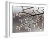 Ice from Freezing Rain Coats Tree Branches Near Omaha, Nebraska-null-Framed Photographic Print