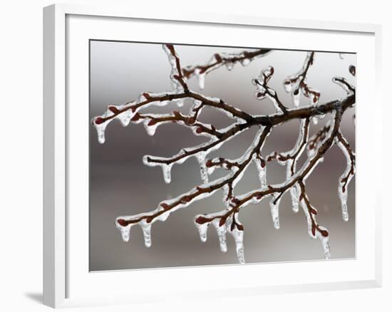 Ice from Freezing Rain Coats Tree Branches Near Omaha, Nebraska-null-Framed Photographic Print