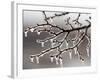 Ice from Freezing Rain Coats Tree Branches Near Omaha, Nebraska-null-Framed Photographic Print