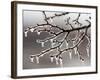 Ice from Freezing Rain Coats Tree Branches Near Omaha, Nebraska-null-Framed Photographic Print