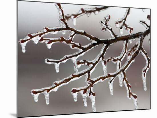 Ice from Freezing Rain Coats Tree Branches Near Omaha, Nebraska-null-Mounted Photographic Print