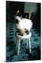 Ice kitten's sister-Vincent Alexander Booth-Mounted Photographic Print