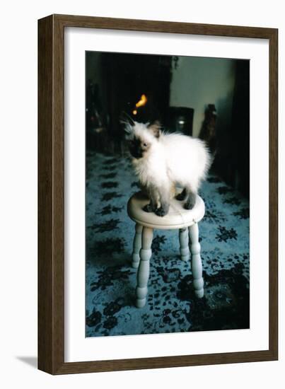 Ice kitten's sister-Vincent Alexander Booth-Framed Photographic Print