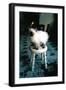 Ice kitten's sister-Vincent Alexander Booth-Framed Photographic Print