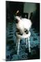 Ice kitten's sister-Vincent Alexander Booth-Mounted Photographic Print