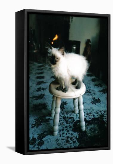 Ice kitten's sister-Vincent Alexander Booth-Framed Stretched Canvas