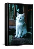 Ice kitten-Vincent Alexander Booth-Framed Stretched Canvas