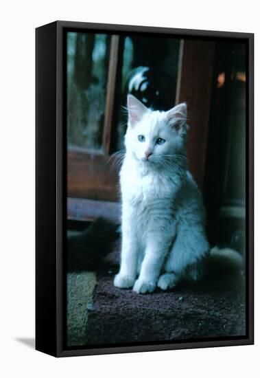 Ice kitten-Vincent Alexander Booth-Framed Stretched Canvas