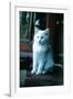 Ice kitten-Vincent Alexander Booth-Framed Photographic Print