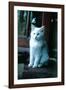 Ice kitten-Vincent Alexander Booth-Framed Photographic Print